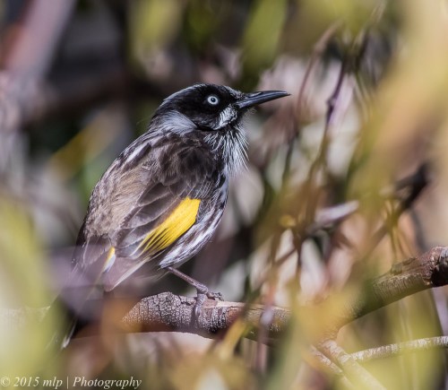 New Holland Honeyeater