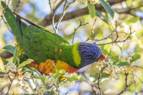 Rainbow Lorikeet, Elster Creek, Elwood
