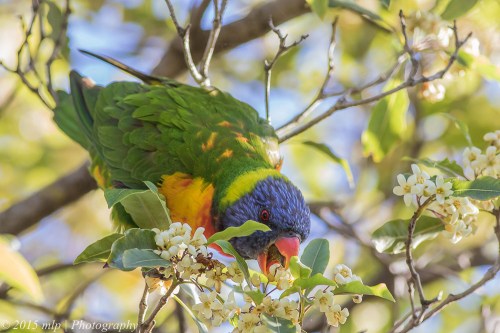 Rainbow Lorikeet, Elster Creek, Elwood