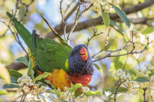 Rainbow Lorikeet, Elster Creek, Elwood