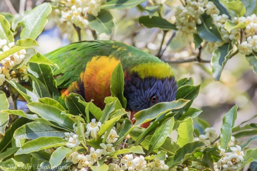 Rainbow Lorikeet, Elster Creek, Elwood