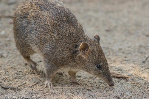 Southern Brown Bandicoot, Cranbourne Botanical Gardens