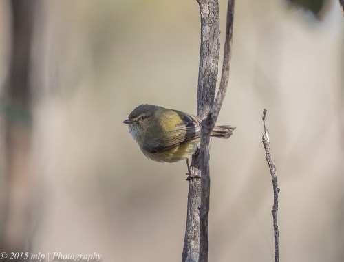 Weebill