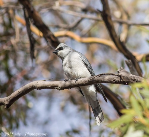 White Bellied Cuckoo Shrike