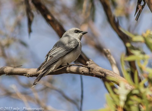 White Bellied Cuckoo Shrike