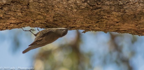 White Throated Treecreeper, You Yangs Regional Park