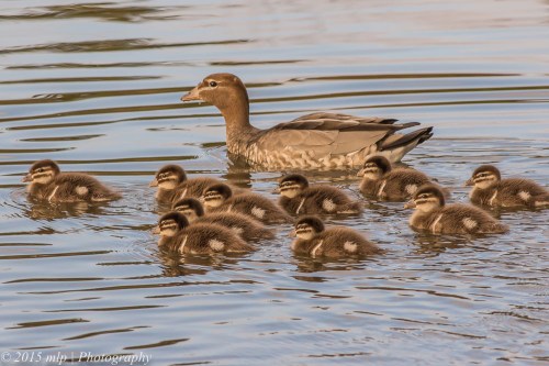 Wood Duck and Chicks, Elster Creek, Elwood