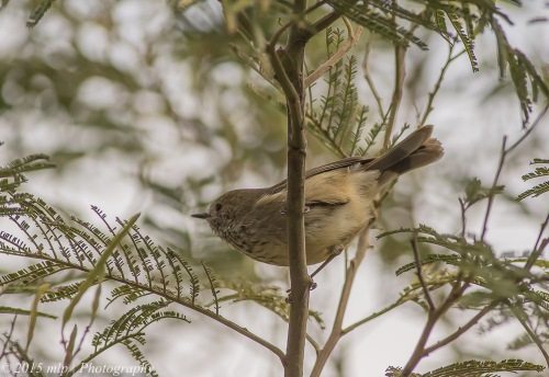 Brown Thornbill, Moorooduc Quarry Flora and Fauna Reserve