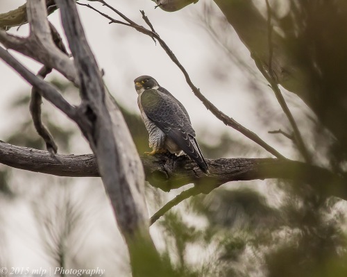 Peregrine Falcon, Moorooduc Quarry Flora and Fauna Reserve