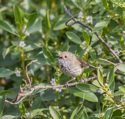 Brown Thornbill, Elster creek