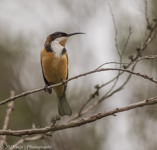 Eastern Spinebill, Langwarrin,