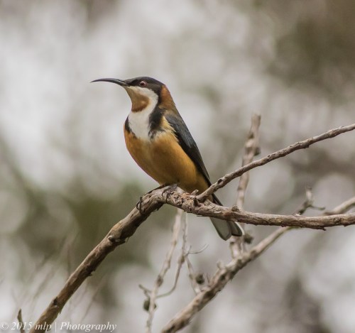 Eastern Spinebill, Langwarrin,