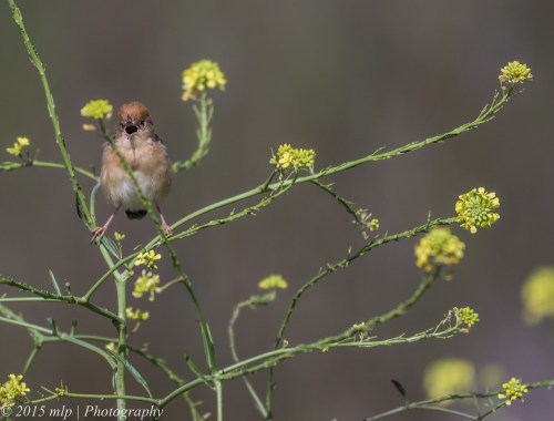 Golden Headed Cisticola, Western Treatment Plant