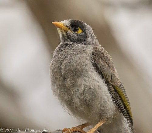 Juvenile Noisy Miner, Elster Creek