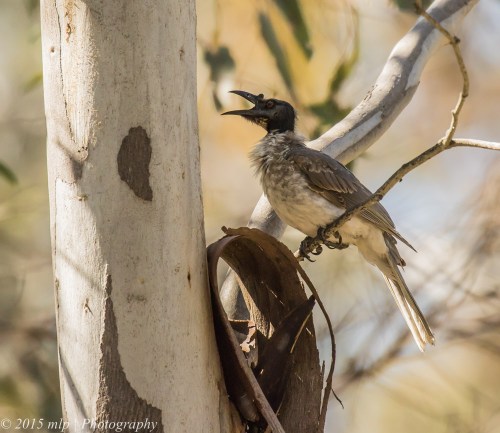 Noisy Friar Bird, Chiltern Mt Pilot National Park