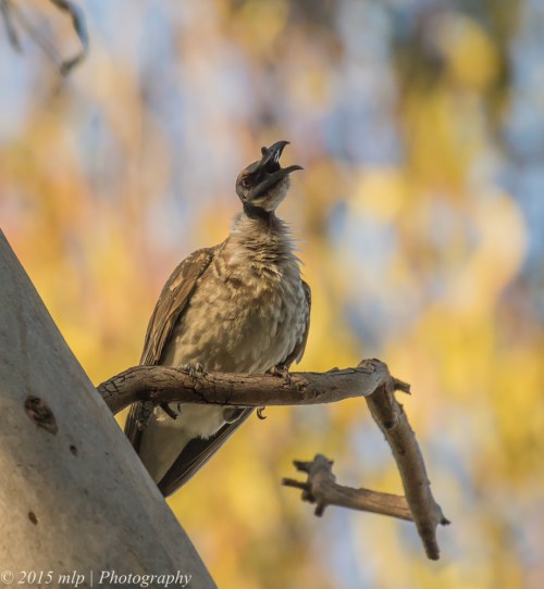 Noisy Friar Bird, Chiltern Mt Pilot National Park