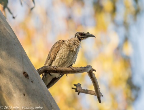 Noisy Friar Bird, Chiltern Mt Pilot National Park