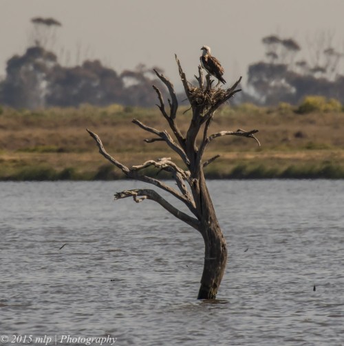 Osprey, Western Treatment Plant