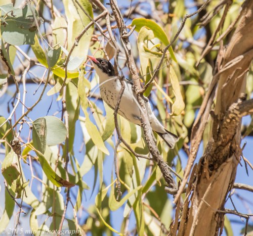 Painted Honeyeater, Chiltern Mt Pilot National Park