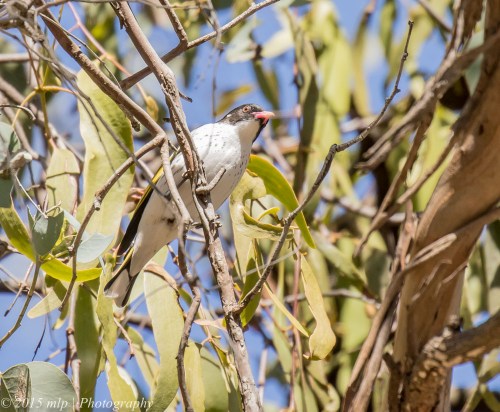 Painted Honeyeater, Chiltern Mt Pilot National Park