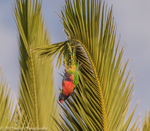Rainbow Lorikeet, Elster creek
