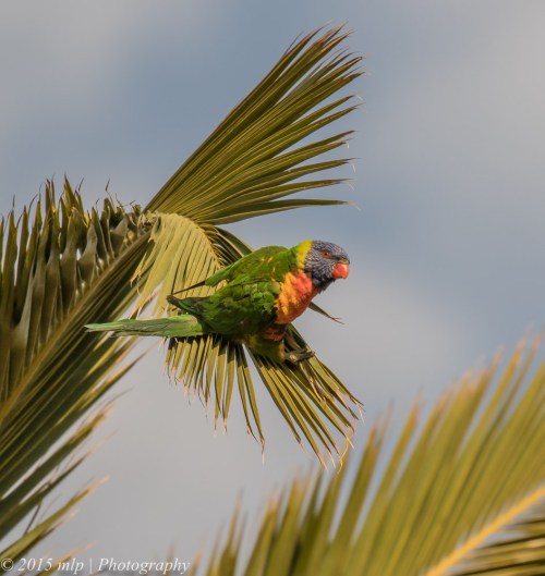 Rainbow Lorikeet, Elster creek