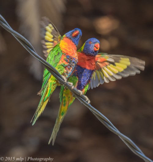 Rainbow Lorikeet, Elster creek