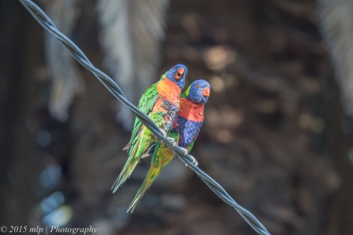 Rainbow Lorikeet, Elster creek
