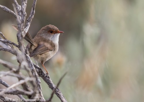 Superb Fairy Wren,  Elster creek