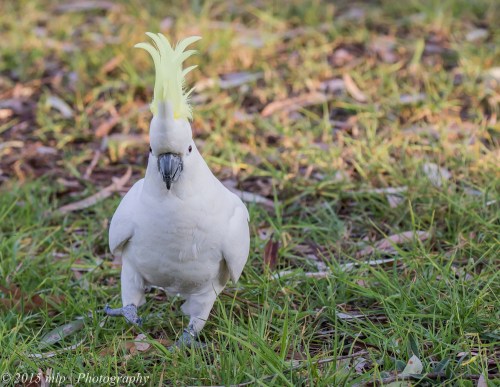 Sulphur Crested Cockatoo, Elster Creek