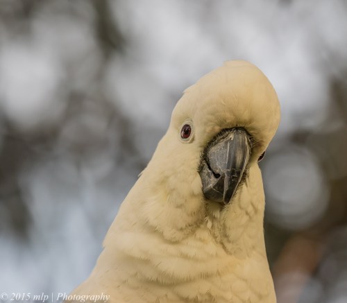 Sulphur Crested Cockatoo, Elster Creek