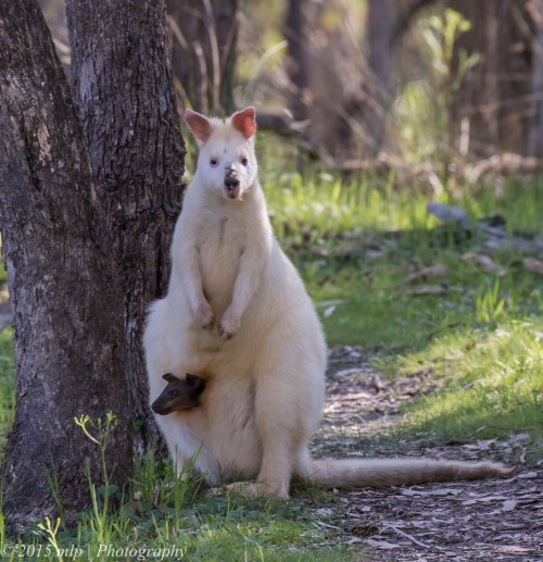 Albino Swamp Wallaby