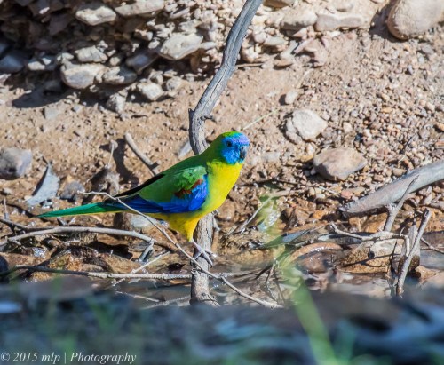 Turquoise Parrot, Chiltern Mt Pilot National Park