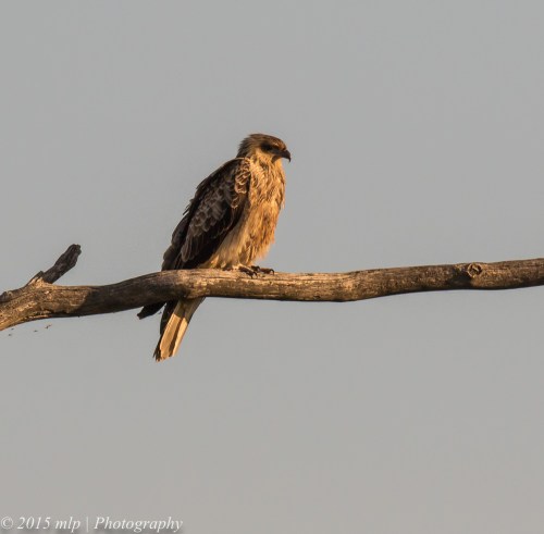 Whistling Kite guard, Western treatment plant