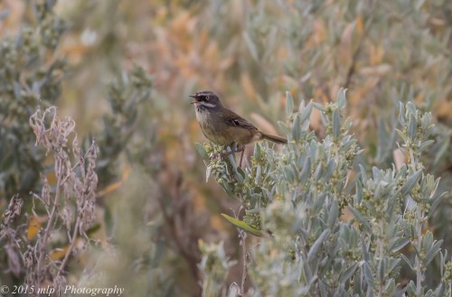 White Browed Scrubwren, Elster creek