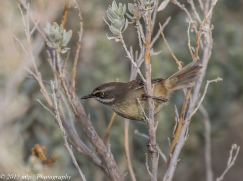 White Browed Scrubwren,  Elster creek