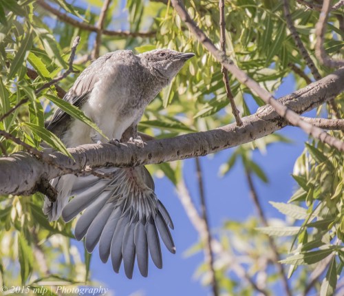 Black Faced Cuckoo Shrike chicks, Elster Creek