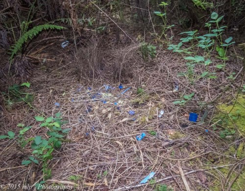 Bower, Stevenson Falls, Great Otway National Park