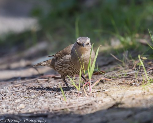 Brown Treecreeper, Cynide Dam, Chiltern National Park