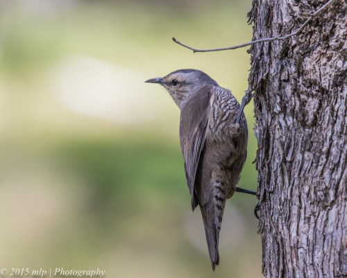 Brown Treecreeper, Cynide Dam, Chiltern National Park