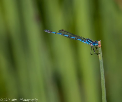 Blue Ringtail Damselfly, Elster Creek