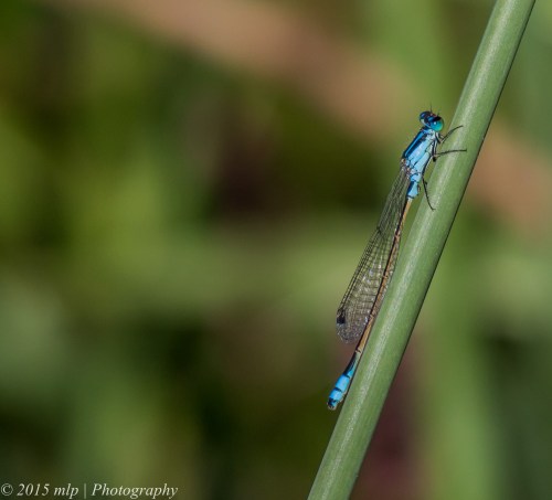 Common BlueTail Damselfly, Elster Creek