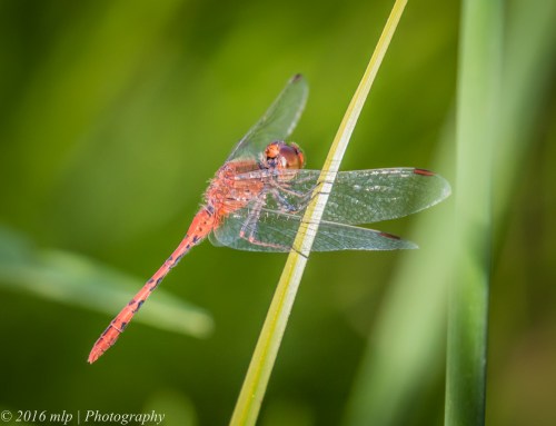 TBC Dragonfly, Elster Creek, Elsternwick