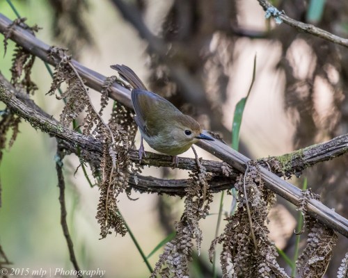 Large Billed Scrubwren, Welch Track, Dandenong Ranges Nat Park