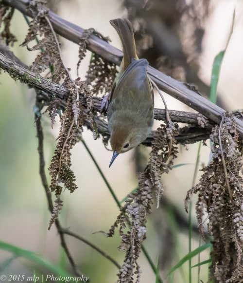 Large Billed Scrubwren, Welch Track, Dandenong Ranges Nat Park