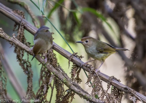 Large Billed Scrubwren, Welch Track, Dandenong Ranges Nat Park