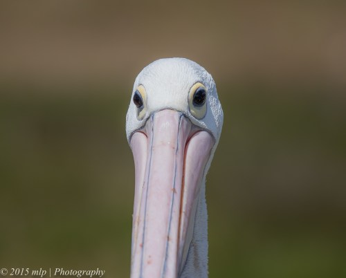 Pelican, Hasting Harbour