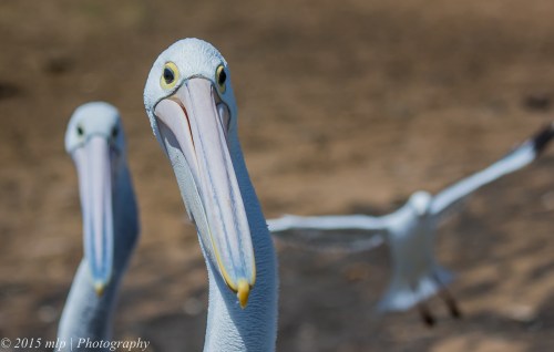 Pelican, Hasting Harbour
