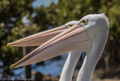 Pelican, Hasting Harbour