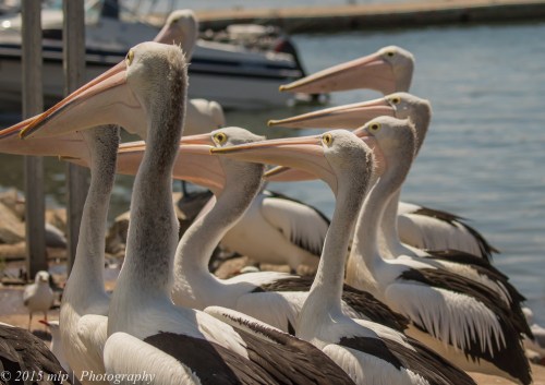 Pelican, Hasting Harbour